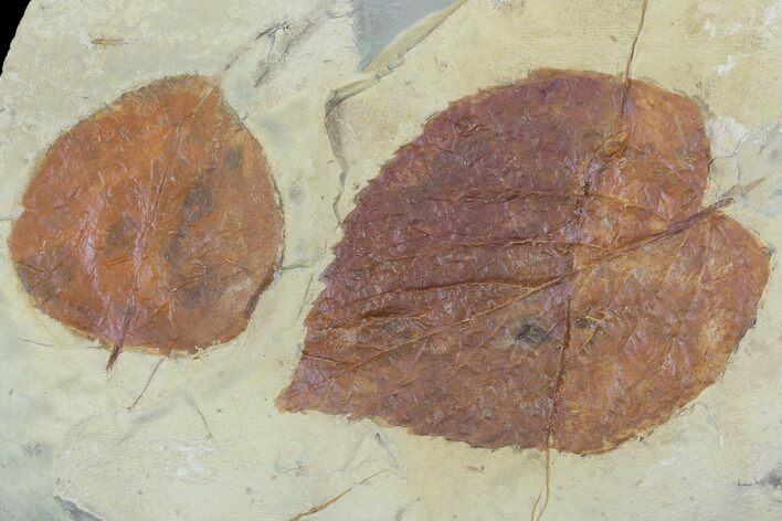 Two Fossil Leaves (Beringiaphyllum, Zizyphoides) - Montana #102285